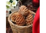 Maritima Mix Di Pigne Crema-Vaniglia, Pigne Decorative Per Natale, Bricolage E Lutti Set Da 25 Pezzi 5-18 Cm, 25 Pezzi