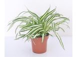 Giglio Verde 25 Cm Chlorophytum Atlantic Pianta D'appartamento Che Purifica L'aria