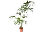 Kentia - Howea Forsteriana - Altezza 150-170Cm - ⌀24Cm