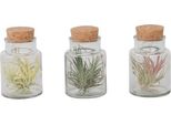 Tillanzia - 3 Pezzi - Tillandsia - Altezza 5-15Cm - ⌀5Cm