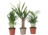 Miscela Di Palma Piccola - 3 Pezzi - Mini Indoor Palm Mix - A25-40Cm - ⌀12Cm