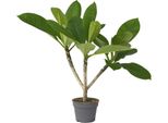 Frangipani - Plumeria Rubra 'Hawaii' - Altezza 45-55Cm - ⌀17Cm