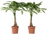 Castagno Della Guyana - 2 Pezzi - Pachira Aquatica - Altezza 60-70Cm - ⌀17Cm