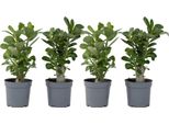 Rosa Del Deserto - 4 Pezzi - Adenium Obesum - Altezza 25-40Cm - ⌀10,5Cm