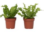 Felce Nido D'uccello - 2 Pezzi - Asplenium Nidus - Altezza 25-40Cm - ⌀12Cm