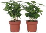 Pianta Del Caffè - 2 Pezzi - Coffea Arabica - Altezza 25-40Cm - ⌀12Cm