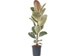 Pianta Della Gomma - Ficus Elastica 'Tineke' - Altezza 75-100Cm - ⌀24Cm