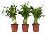 Palma Areca - 3 Pezzi - Dypsis Lutescens - Altezza 30-45Cm - ⌀12Cm