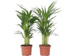 Palma Areca - 2 Pezzi - Dypsis Lutescens - Altezza 60-70Cm - ⌀17Cm