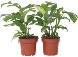 Mini Monstera - 2 Pezzi - Rhaphidophora Tetrasperma - Altezza 20-30Cm - ⌀12Cm