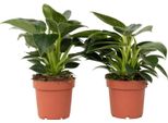 Filodendro - 2 Pezzi - Philodendron 'White Wave' - Altezza 25-40Cm - ⌀12Cm