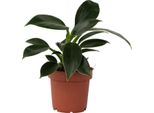 Filodendro - Philodendron 'Green Princess' - Altezza 20-30Cm - ⌀12Cm