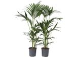 Kentia - 2 Pezzi - Howea Forsteriana - Altezza 90-100Cm - ⌀18Cm