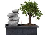 Albero Dei Bonsai - Bonsai - Altezza 25-35Cm - ⌀29Cm
