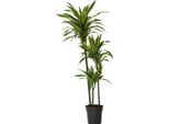 Dracena - Dracaena 'Lemon Lime' - Altezza 130-140Cm - ⌀24Cm
