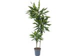 Dracena - Dracaena Fragrans 'Cintho' - Altezza 140-150Cm - ⌀24Cm