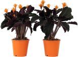 Calatea - 2 Pezzi - Calathea Crocata 'Tassmania' - Altezza 40-50Cm - ⌀14Cm