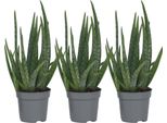 Aloe Vera - 3 Pezzi - Aloe Barbadensis - Altezza 25-40Cm - ⌀10,5Cm