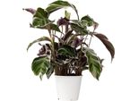 Calatea - Calathea Lietzei 'White Fusion' - Altezza 30-40Cm - ⌀14Cm