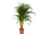 Palma Areca - Dypsis Lutescens - Altezza 100-120Cm - ⌀21Cm