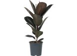 Pianta Della Gomma - Ficus Elastica 'Abidjan' - Altezza 75-100Cm - ⌀24Cm