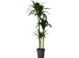 Dracena - Dracaena Deremensis 'Janet Craig' - Altezza 140-150Cm - ⌀24Cm