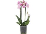 Orchidea Falena - Phalaenopsis Multiflora - Altezza 35-45Cm - ⌀12Cm