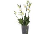 Orchidea Falena - Phalaenopsis Multiflora - Altezza 35-45Cm - ⌀12Cm