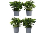 Gelsomino Del Capo - 4 Pezzi - Gardenia Jasminoides - Altezza 20-30Cm - ⌀13Cm