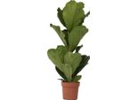 Fico A Foglia Di Violino - Banjo Fico - Ficus Lyrata - Altezza 70-90Cm - ⌀21Cm