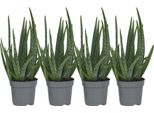 Aloe Vera - 4 Pezzi - Aloe Barbadensis - Altezza 25-40Cm - ⌀10,5Cm