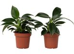 Filodendro - 2 Pezzi - Philodendron 'Green Princess' - Altezza 20-30Cm - ⌀12Cm