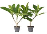 Frangipani - 2 Pezzi - Plumeria Rubra 'Hawaii' - Altezza 45-55Cm - ⌀17Cm