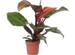 Filodendro - Philodendron 'Sun Light' - Altezza 20-30Cm - ⌀12Cm