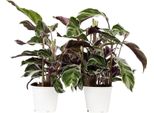 Calatea - 2 Pezzi - Calathea Lietzei 'White Fusion' - Altezza 30-40Cm - ⌀14Cm