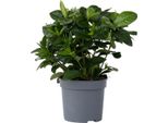 Gelsomino Del Capo - Gardenia Jasminoides - Altezza 20-30Cm - ⌀13Cm