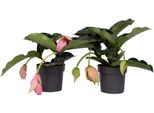 Pianta Dei Fiori Rosa - 2 Pezzi - Medinilla Magnifica - Altezza 40-50Cm - ⌀17Cm