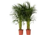 Palma Areca - 2 Pezzi - Dypsis Lutescens - Altezza 100-120Cm - ⌀21Cm