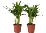 Palma Areca - 2 Pezzi - Dypsis Lutescens - Altezza 30-45Cm - ⌀12Cm