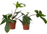 Filodendro - 2 Pezzi - Philodendron 'Florida Green' - Altezza 20-30Cm - ⌀12Cm