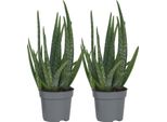 Aloe Vera - 2 Pezzi - Aloe Barbadensis - Altezza 25-40Cm - ⌀10,5Cm