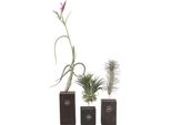 Tillanzia - 3 Pezzi - Tillandsia 'Burnt Wood Trio' - Altezza 30-35Cm