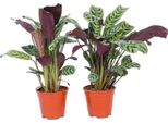 Pianta Di Preghiera - 2 Pezzi - Ctenanthe Burle-Marxii - Altezza 25-40Cm - ⌀12Cm