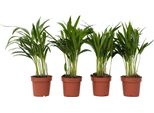 Palma Areca - 4 Pezzi - Dypsis Lutescens - Altezza 30-45Cm - ⌀12Cm