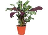 Pianta Da Letto A Spina Di Pesce - Ctenanthe 'Burle-Marxii' - A25-40Cm - ⌀12Cm