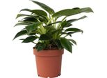 Filodendro - Philodendron 'White Wave' - Altezza 25-40Cm - ⌀12Cm