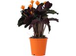 Calatea - Calathea Crocata 'Tassmania' - Altezza 40-50Cm - ⌀14Cm