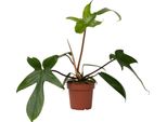 Filodendro - Philodendron 'Florida Green' - Altezza 20-30Cm - ⌀12Cm