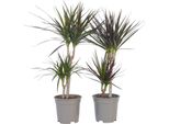 Dracena - 2 Pezzi - Dracaena Marginata - Altezza 70-80Cm - ⌀17Cm