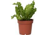 Felce Nido D'uccello - Asplenium Nidus 'Crispy Wave' - Altezza 25-40Cm - ⌀12Cm